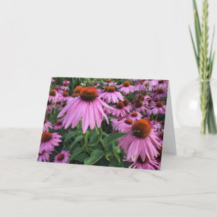 Cartão De Agradecimento Placa de Nota de Vazio Echinacea