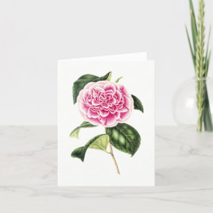 Cartão De Agradecimento Placa de Nota Vintage Botanical Pink Camellia