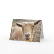 Placa dobrada de 5"x7"-h | Ginger