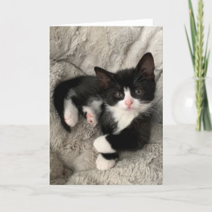 Cartão De Agradecimento Placa dobrada do Vazio Feliz Kitten