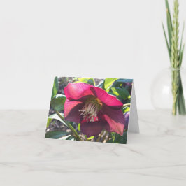 Cartão De Agradecimento Placa Red Helleborus (Rosa Lenten) (vazio)