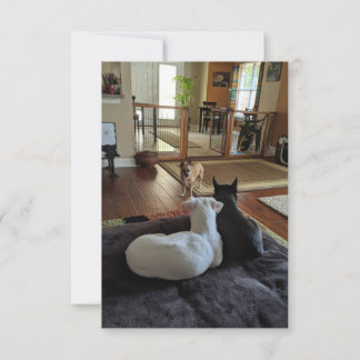 Cartão de Agradecimento Plano 3,5" x 5" para Cães 