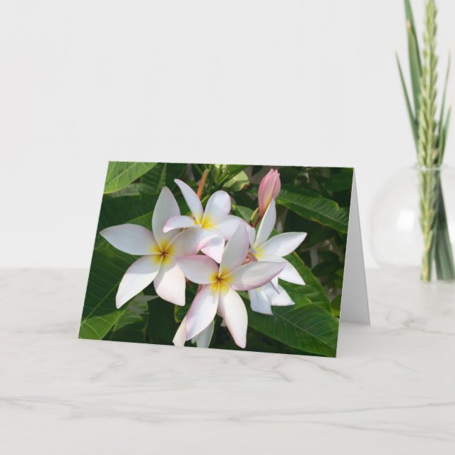 Cartão De Agradecimento Plumeria Blooms Vazio Card (Frente)