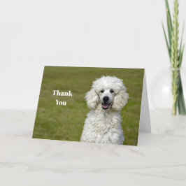 Cartão De Agradecimento Poodle White Dog Photo