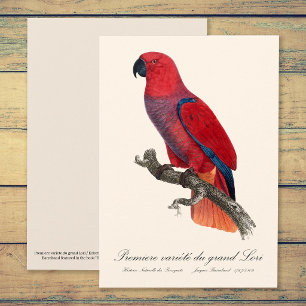 Cartão De Agradecimento Premiere variete du Grand Lori / Eclectus parrot