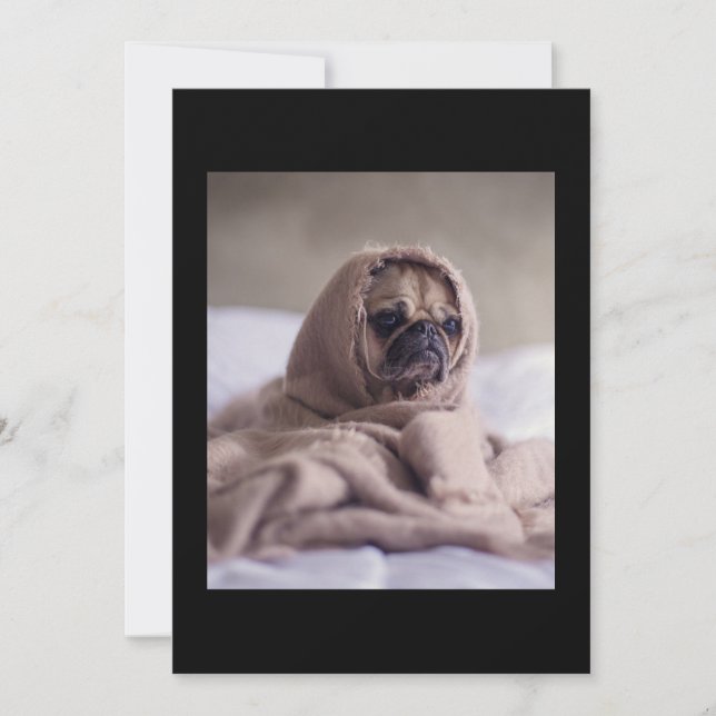 Cartão De Agradecimento Pug In Blanket Cute Pug Dover Gift (Frente)