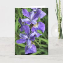 Purple Iris