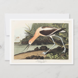 Cartão De Agradecimento Recurvirostra americana de Birds of America,