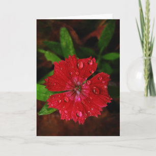 Cartão De Agradecimento Red Dianthus com Raindrots