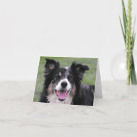 Retrato de border collie