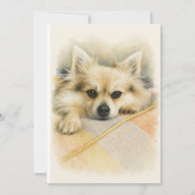 Retrato de cachorro Chihuahua Pomerânia aquarela