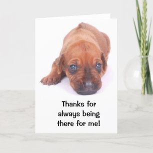 Cartão De Agradecimento Rhodesian Ridgeback THANK YOU Greeting Card
