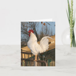 Cartão De Agradecimento Rooster Blank Card