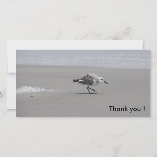 Cartão De Agradecimento Sanderling, obrigado! (Frente)