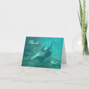Cartão De Agradecimento Sea Lions Thank You Card