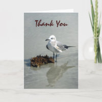 Seagull com algas personalizadas