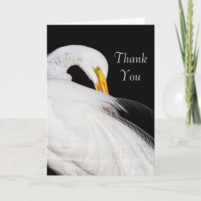Cartão De Agradecimento Sempre Egrets Obrigado (Frente)