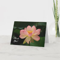 Serenity Pink Lotus Flower Budhist Obrigado