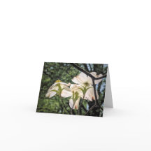 Série de Jardins de Stenton - Florescimento de Dog