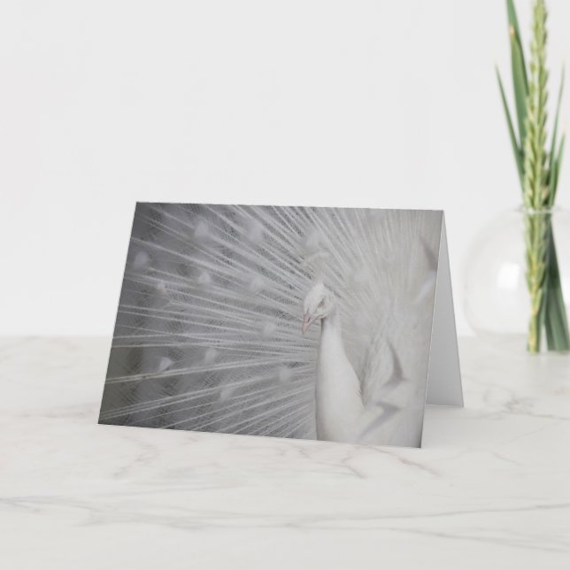 Cartão De Agradecimento SnowPeacock (Frente)