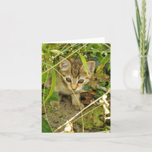 Cartão De Agradecimento Tabby Kitten