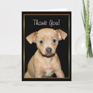 Cartão De Agradecimento Thank You Chihuahua puppy greeting card