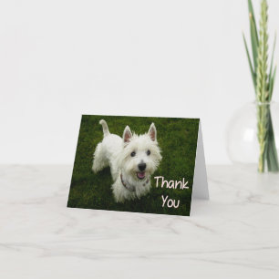 Cartão De Agradecimento Thank You West Highland Terrier Puppy Dog Card
