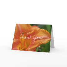 Tigre Lírio Obrigado Branco