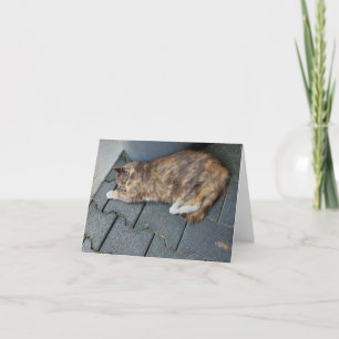 Cartão De Agradecimento Tortie