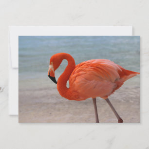 Cartão De Agradecimento Tropical Beaches Caribbean Flamingo, Aruba