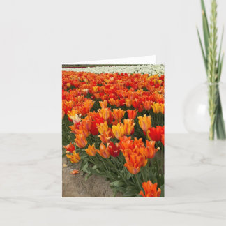 Cartão De Agradecimento Tulipas laranja no campo, Woodburn, OU
