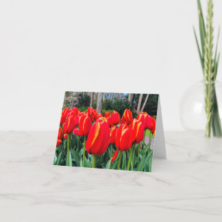 Cartão De Agradecimento Tulipas Vermelhas - Notecard