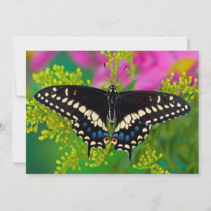 Cartão De Agradecimento Uma aterragem da Swallowtail-Borboleta