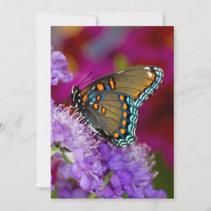Cartão De Agradecimento Uma borboleta de Spicebush Swallowtail