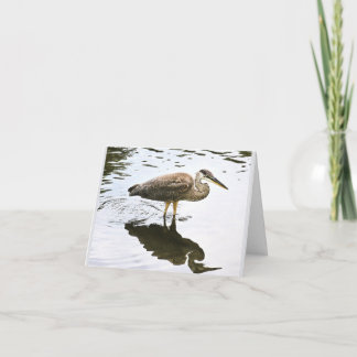 Cartão De Agradecimento Uma Garça Azul Grande imatura (Ardea herodias)