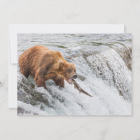 Urso Pardo Pega Salmão Vermelho