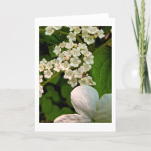 Viburnum ao longo da trilha Sterling Pond