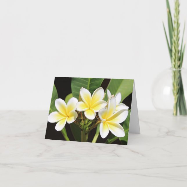 Cartão De Agradecimento Vietnamita Frangipani All Occasion Notecard (Frente)