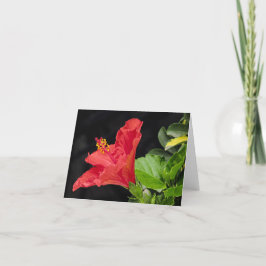 Cartão De Agradecimento Vietnamita Hibiscus All Occasion Notecard