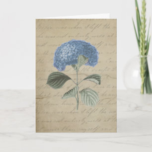 Cartão De Agradecimento Vintage Blue Hydrangea com Caligrafia Antica
