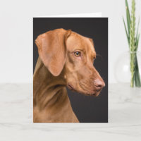 Vizsla Sporting Dog