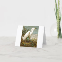 White Heron por John James Audubon
