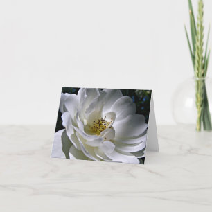 Cartão De Agradecimento White Rose Note Card