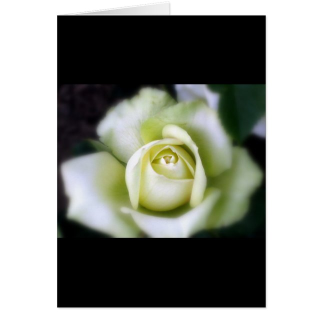 Cartão de Agradecimento White Rose Soft Focus (Frente)