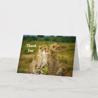 Wildlife Cheetah Photo