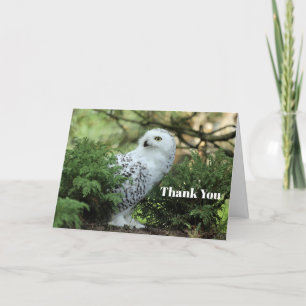Cartão De Agradecimento Wildlife White Owl Photo