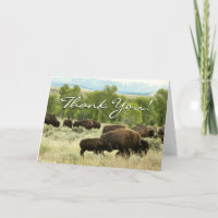 Wyoming Bison Nature