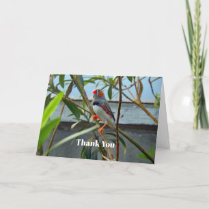 Cartão De Agradecimento Zebra Finch da Vida Selvagem