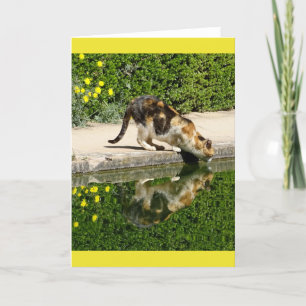 Cartão de Água para Bebendos Calico Cat