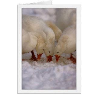 Cartão de alimentação de Snow Geese